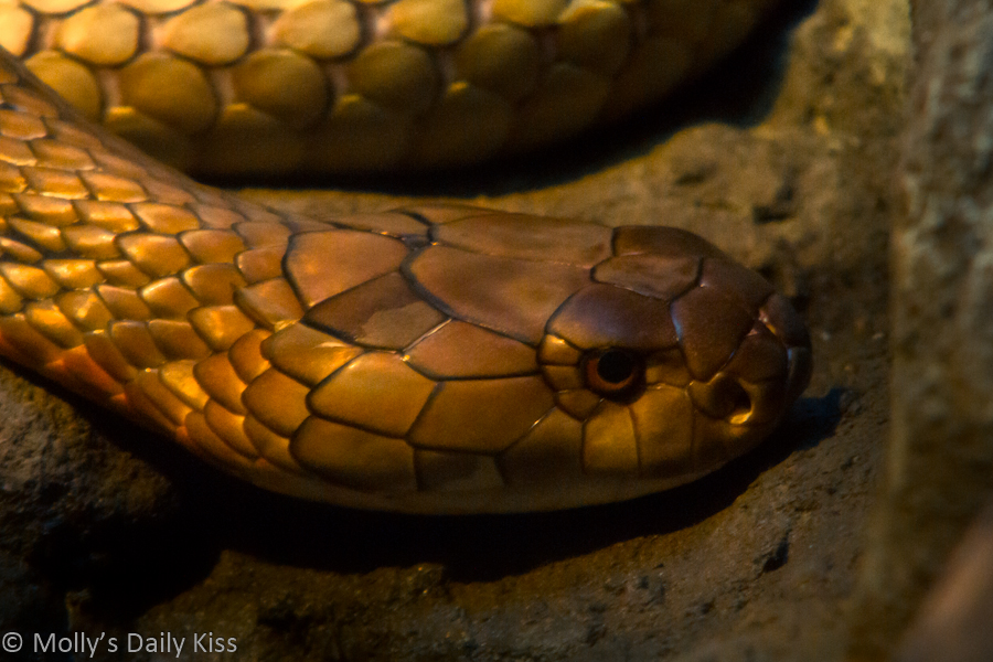 Close up shot of snake head