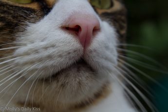 Close up macro of cat whiskerss
