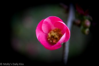 Pink Japonica Blossom