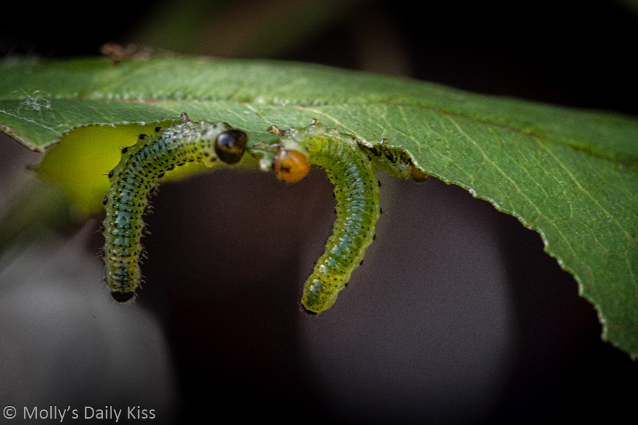 Two tiny caterpillars hanging from a leaf
