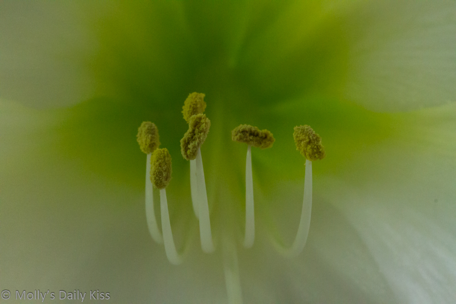 Closeup macro of amarylis