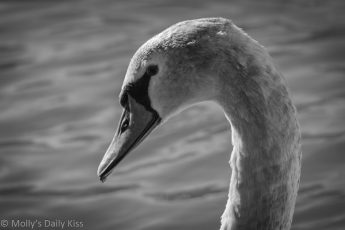 Profile of swan in black and white