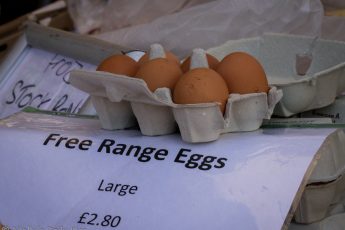 Free range eggs Hatfield farmers market