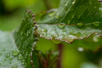 Droplet of rain on rose leaves
