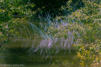 Sunlight on reeds in river thames