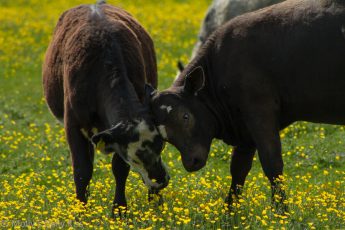 Two cows in buttercup field rubbing heads