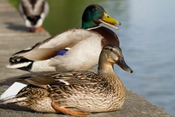 Duck couple sitting on wall