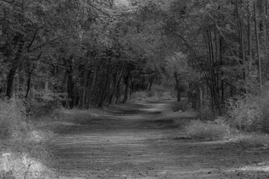Black and White of woodland path summer