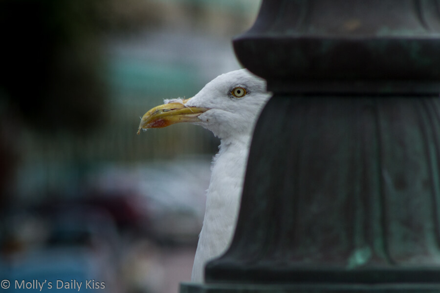 seagull behind lamp post brighton