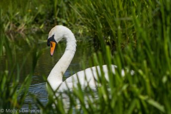 Beautiful swan through the reeds