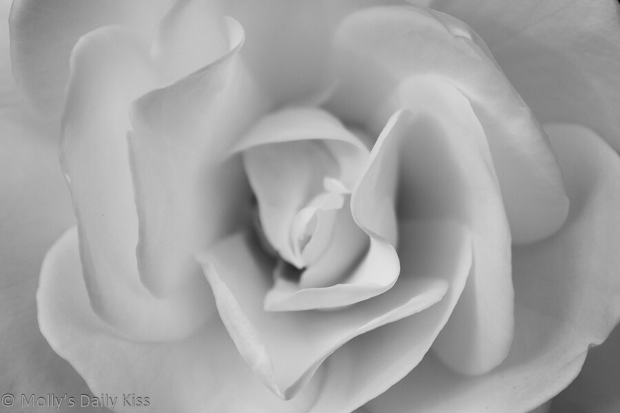 Beautiful rose in black and white