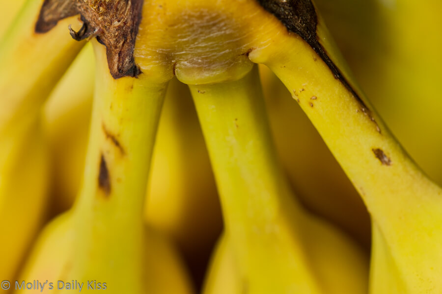 Macro shot of a bunch of bananas