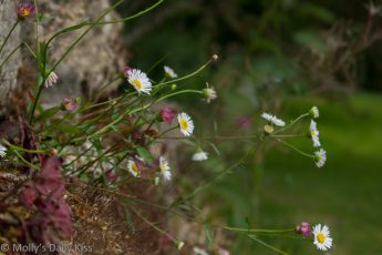 Daisys growing in the garden wall
