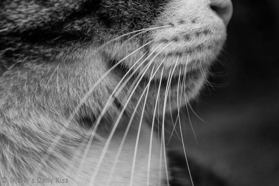 Cat Whiskers close up in black and white