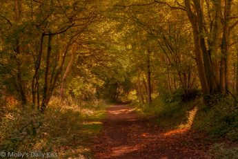 Autumn pathway through the woods