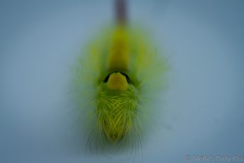 Macro shot of furry caterpillar