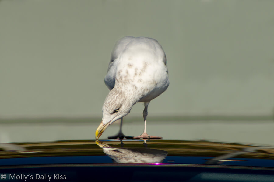Sea gull reflected in car roof