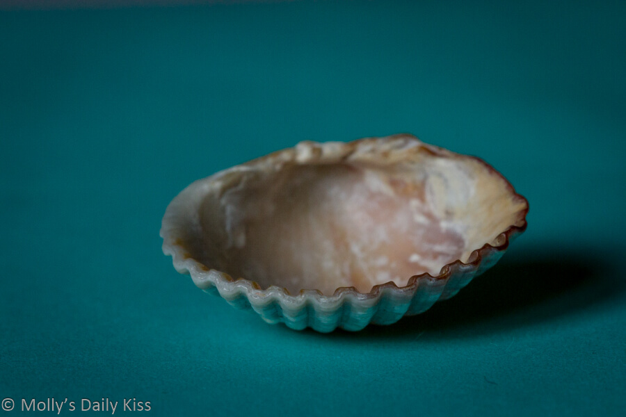 macro shot of a sea shell