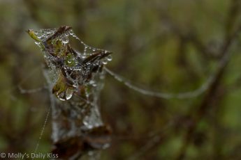 dew drops on autumn leaf and spider web