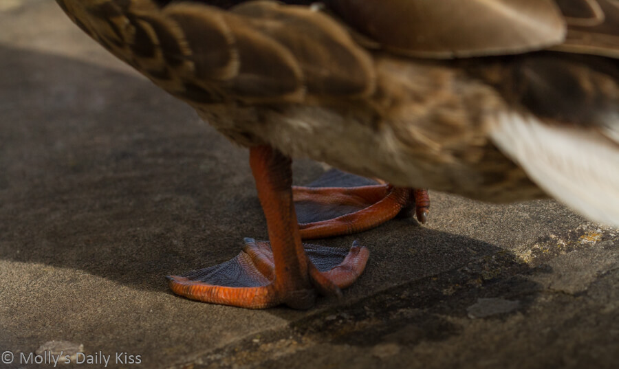 Ducks webbed feet