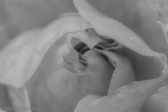 Black and White rose petals