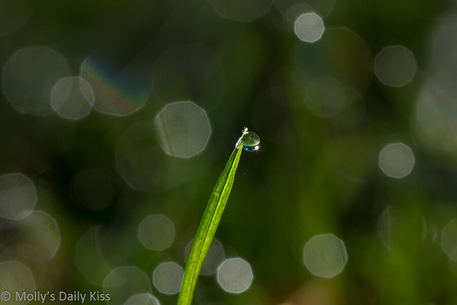 Single droplet of water on blade of grass