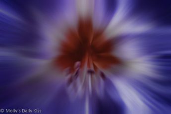 Amaryllis in colour blur