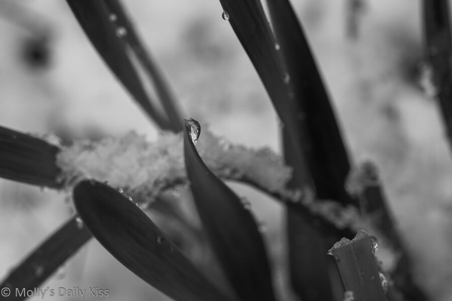 Black and white of ice on daffodils