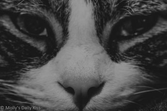 Black and white close up of tabby cat face