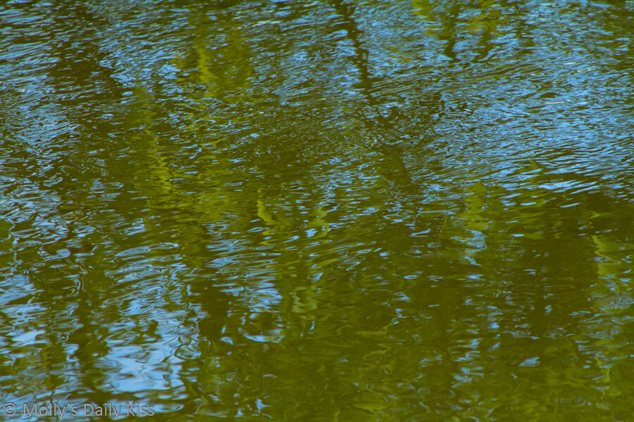 Relection of green leaves in water