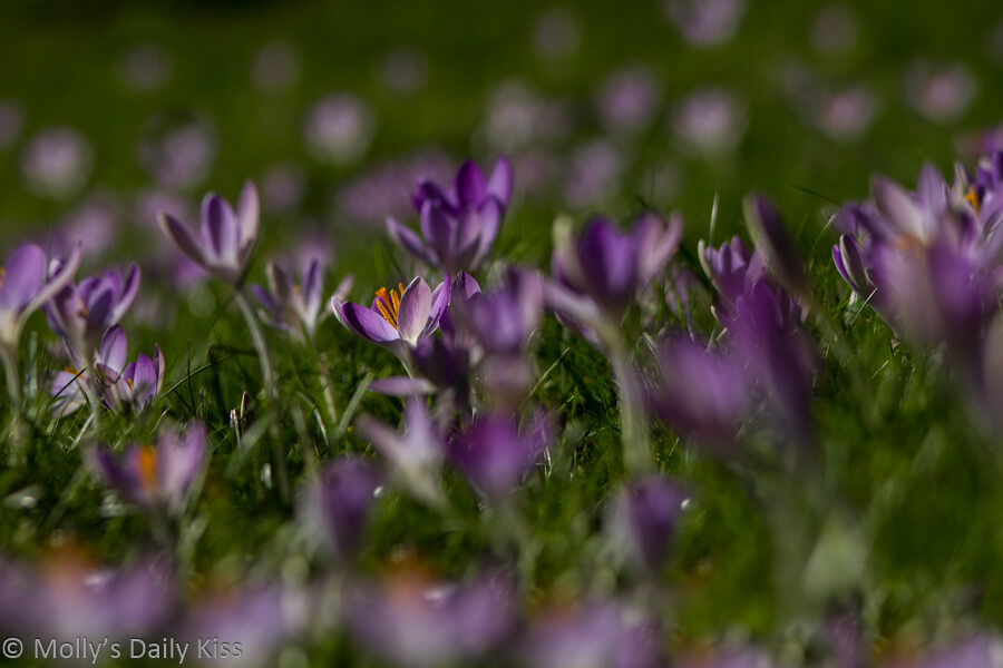 Sea of purple crocus signs of Spring life