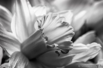Black and White of daffodil