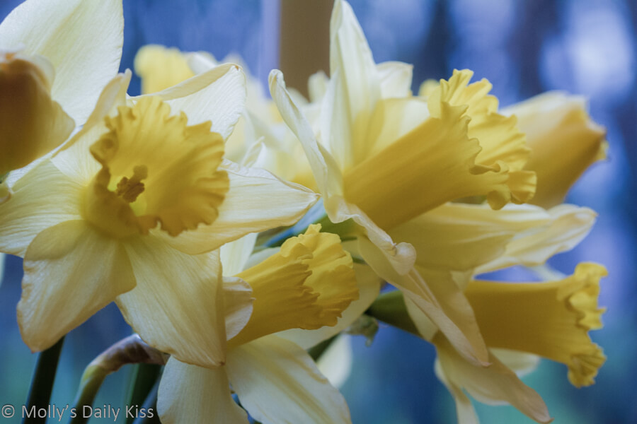 Daffodils in the window