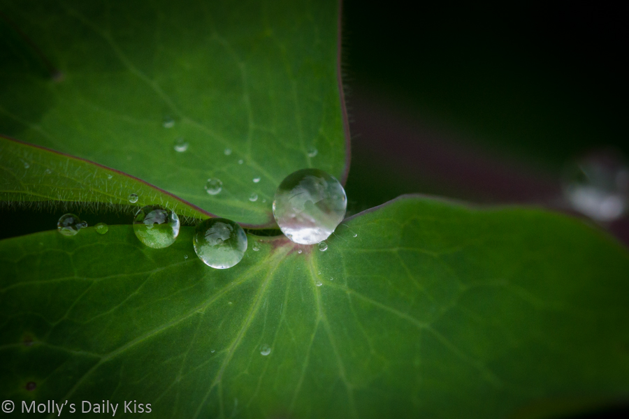 Reflections in droplets of water on leaf that hold the secrets of the ocean