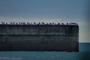 Seagulls in a line on Brighton Breakwater