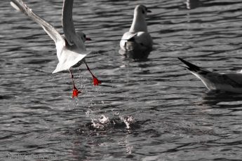 Gull taking flight from water