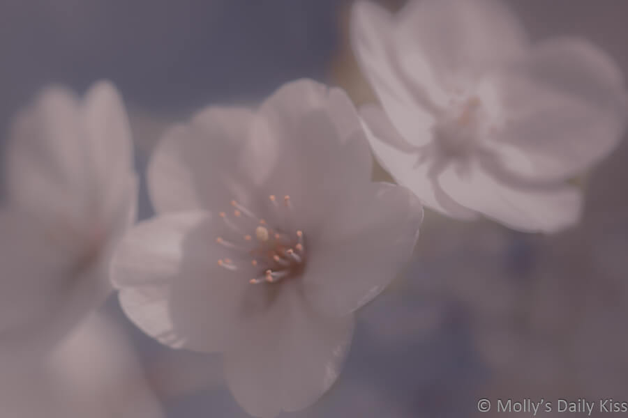 White spring blossom soft focus
