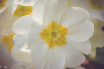 White primrose flower spring
