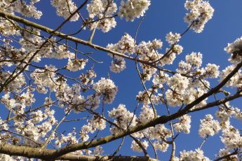 White blossom against blue skies