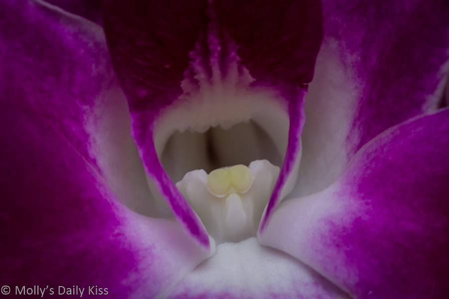 Macro shot of orchid flower