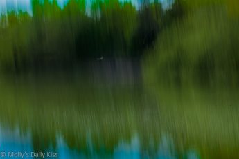 Abstract shot of tree reflection in pond areas of colour