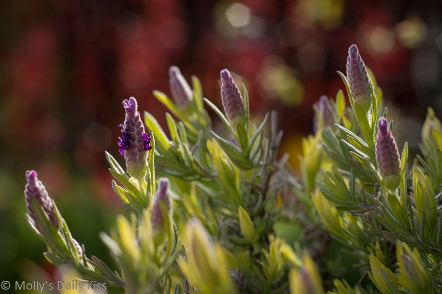 Lavender bonnet flower in sunlight