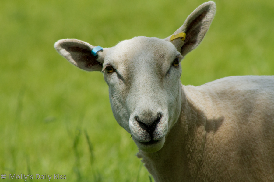 Portrait of a sheep that is called a Shoop