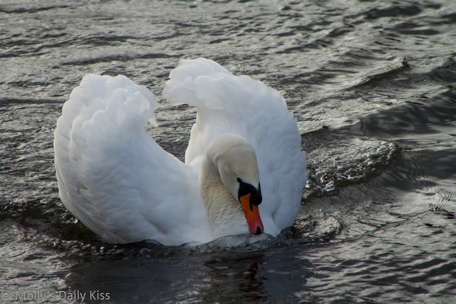 mating male swan display
