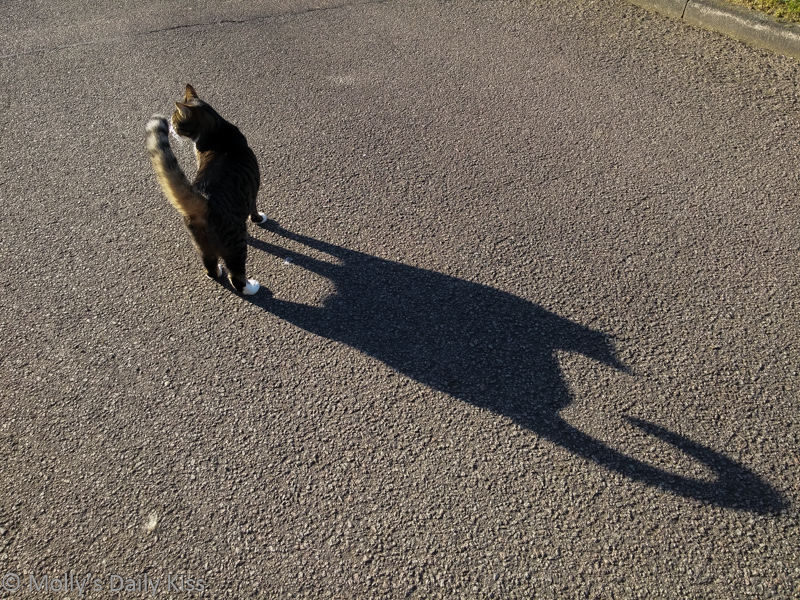 Cat with large shadow on the pavement of superior cat Mr Wawa