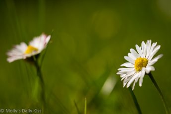 Two daisy flowers in the grass