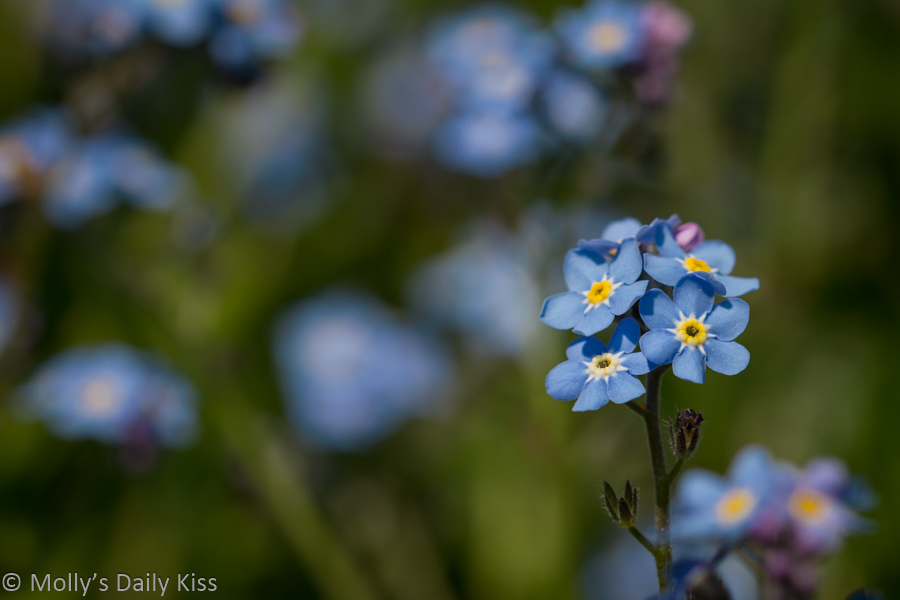 True Blue forget me not flowers