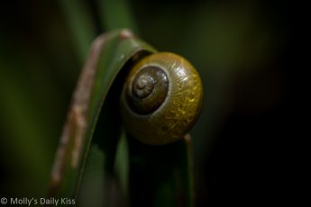 Snail with green shell snails