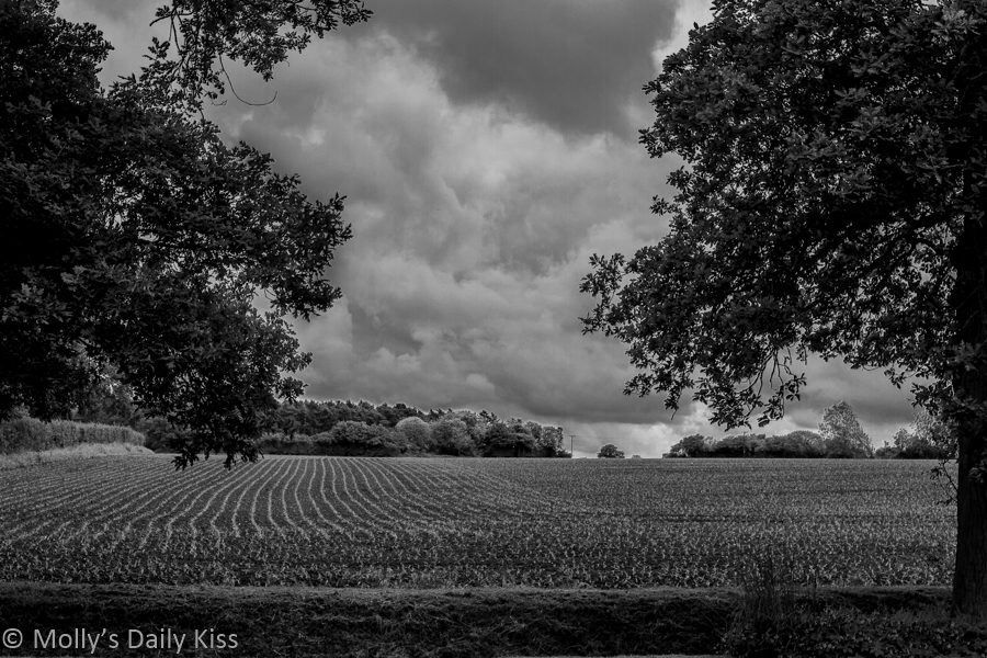 crop lines in earth black and white