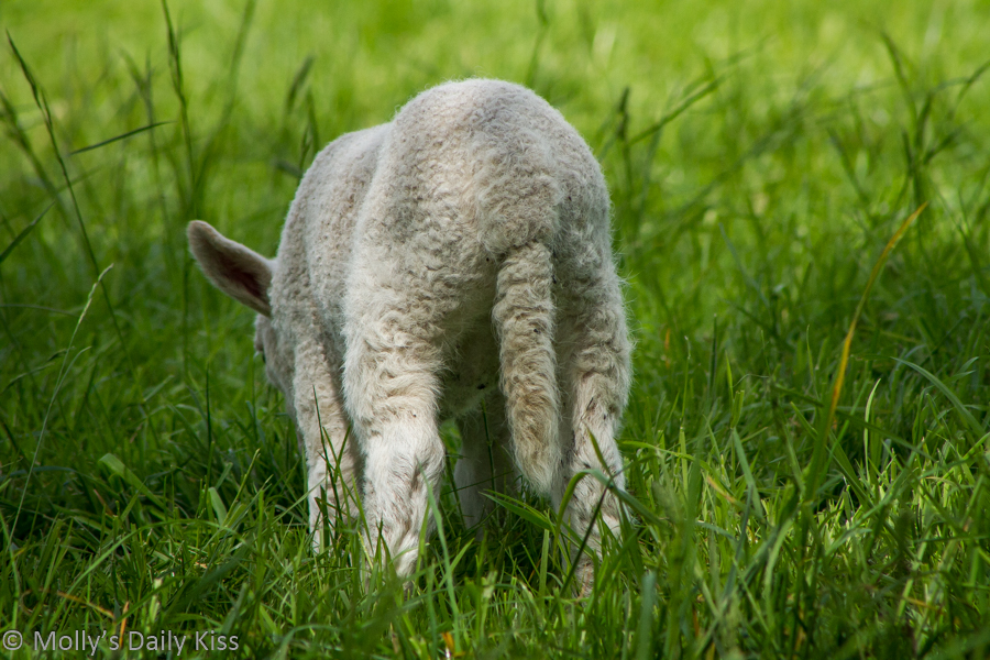 Lamb tail in green grass